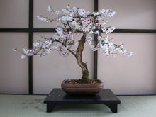 Load image into Gallery viewer, Bonsai Tree | White Design | Seed Grow Kit | Japanese Flowering Cherry Blossom