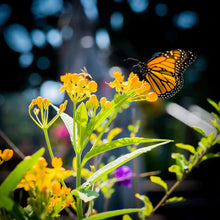 Load image into Gallery viewer, Pollinator&#39;s Delight | Flower Seed Grow Kit
