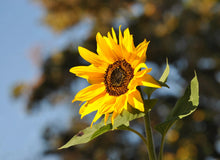 Load image into Gallery viewer, Sunflower | Seed Grow Kit
